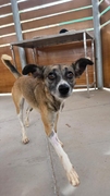 LILA Image 3